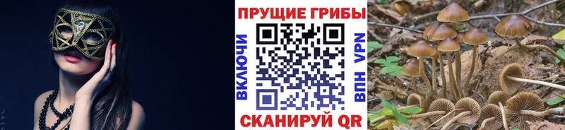Галлюциногенные грибы Psilocybine cubensis  Билибино 